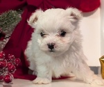 Small Photo #17 Maltese Puppy For Sale in GOSHEN, IN, USA