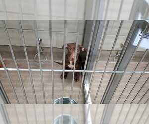 American Pit Bull Terrier-Unknown Mix Dogs for adoption in Aurora, IL, USA