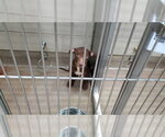 Small American Pit Bull Terrier Mix