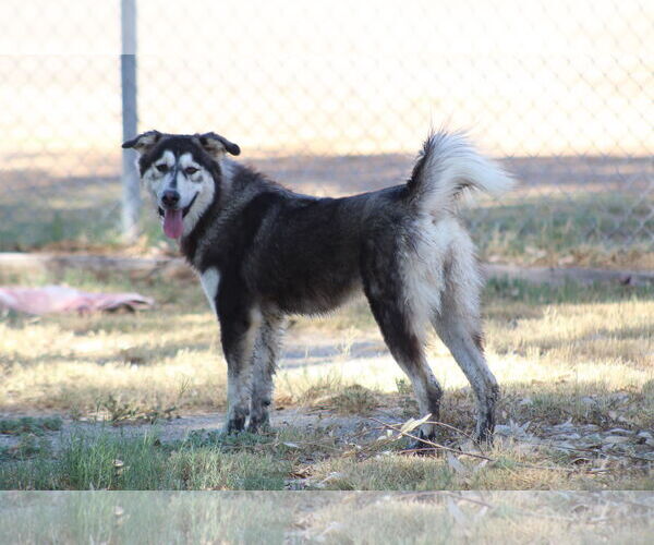 Medium Photo #1 Alaskan Malamute-Unknown Mix Puppy For Sale in El Centro, CA, USA
