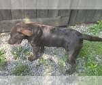 Small #4 Labrador Retriever