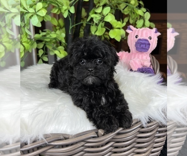 Medium Photo #2 Maltipoo Puppy For Sale in FRANKLIN, IN, USA
