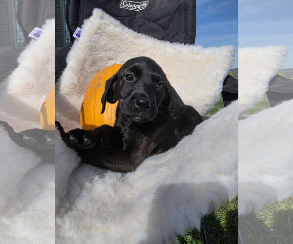Medium Photo #2 Labrador Retriever-Unknown Mix Puppy For Sale in SHERBURNE, NY, USA