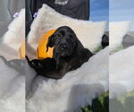 Small #1 Labrador Retriever Mix