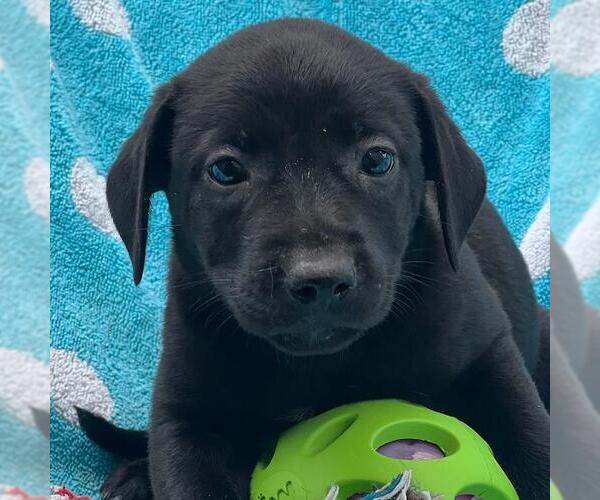 Medium Photo #3 Labrador Retriever-Unknown Mix Puppy For Sale in San Diego, CA, USA