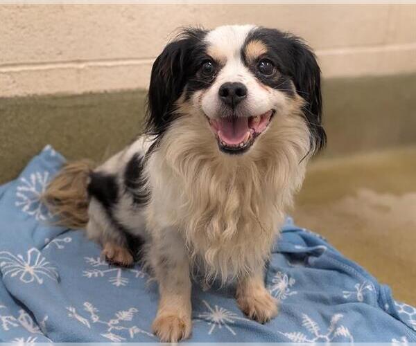 Medium Photo #1 Cavalier King Charles Spaniel-Unknown Mix Puppy For Sale in Moreno Valley, CA, USA