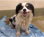 A554033 - Male Cavalier King Charles Spaniel-Unknown Mix Dog for Adoption - Small photo