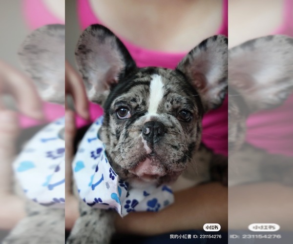 Medium Photo #2 French Bulldog Puppy For Sale in CLEVELAND, NC, USA
