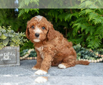Small #1 Cavapoo