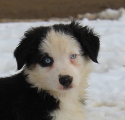 Australian Shepherd Puppy for sale in MARION CENTER, PA, USA