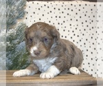 Small Photo #9 Aussiedoodle Miniature  Puppy For Sale in NEWBERRY, IN, USA