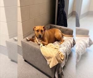 Mutt Dogs for adoption in Waterford, VA, USA
