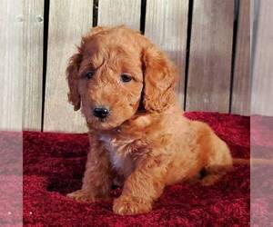 Goldendoodle-Poodle (Miniature) Mix Puppy for sale in WITHEE, WI, USA