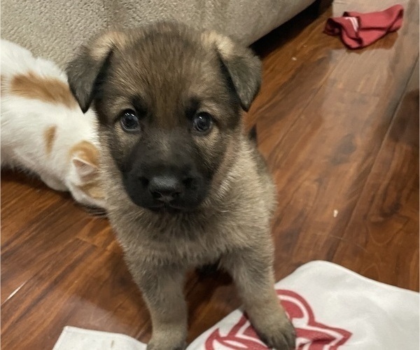 Medium Photo #28 German Shepherd Dog Puppy For Sale in MADISON HEIGHTS, VA, USA