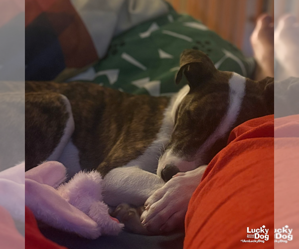 Medium Photo #8 Mutt Puppy For Sale in Washington, DC, USA