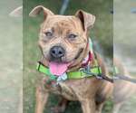Small #1 Staffordshire Bull Terrier Mix