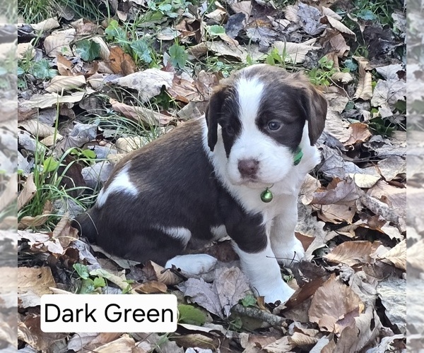 Medium Photo #1 English Springer Spaniel Puppy For Sale in SEWARD, PA, USA