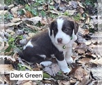 Small English Springer Spaniel