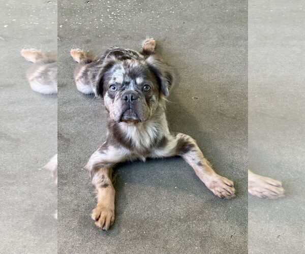 Medium Photo #3 French Bulldog Puppy For Sale in Valrico, FL, USA