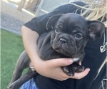 Puppy Coco French Bulldog