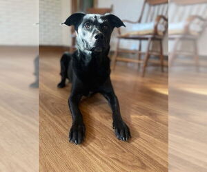 Labrador Retriever-Unknown Mix Dogs for adoption in Minneapolis, MN, USA