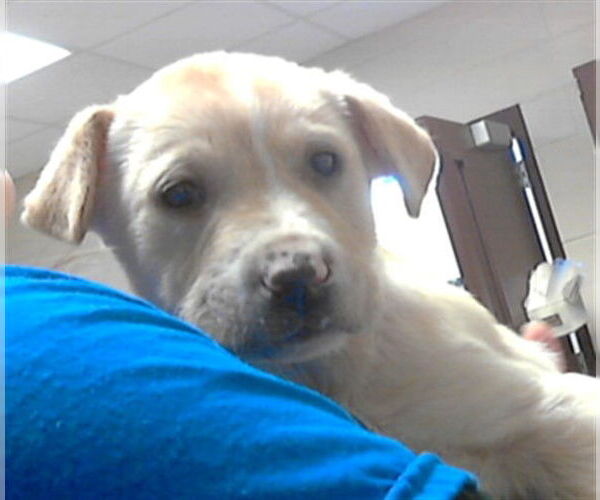 Medium Photo #1 Labrador Retriever-Unknown Mix Puppy For Sale in Fayetteville, NC, USA