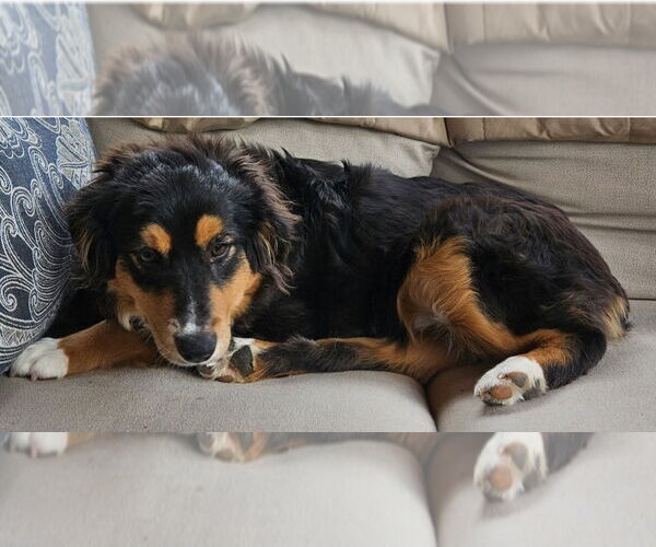 Medium Photo #3 Australian Shepherd Puppy For Sale in Bon Carbo, CO, USA
