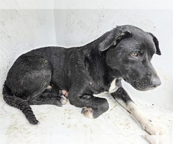 Medium Photo #1 American Staffordshire Terrier-Unknown Mix Puppy For Sale in Houston, TX, USA