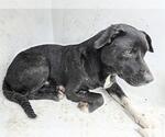Small American Staffordshire Terrier Mix