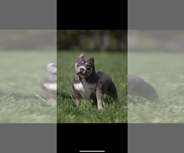 Medium Photo #30 American Bully Puppy For Sale in BAKERSFIELD, CA, USA