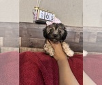 Small #10 Maltipoo