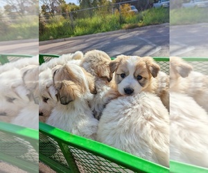 Great Pyrenees Puppy for sale in WICKENBURG, AZ, USA