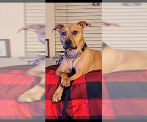 Rhodesian Ridgeback-Unknown Mix Dogs for adoption in Chandler, AZ, USA