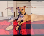 Small Rhodesian Ridgeback Mix