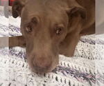 Small #1 American Pit Bull Terrier