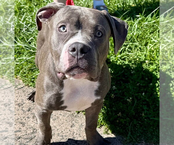 Medium Photo #2 Mutt Puppy For Sale in Canton, CT, USA