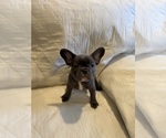 Small #2 French Bulldog