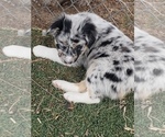 Small Photo #10 Australian Shepherd Puppy For Sale in BRIGGSDALE, CO, USA