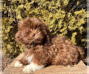 Shiranian Puppy for sale in MIDDLEBURY, IN, USA