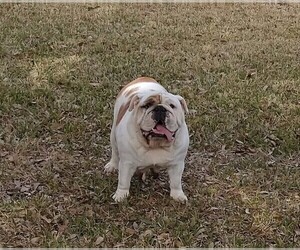 Bulldog Dogs for adoption in MESQUITE, TX, USA