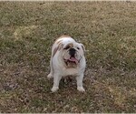 Small Photo #1 Bulldog Puppy For Sale in MESQUITE, TX, USA