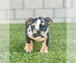 Small #22 English Bulldog