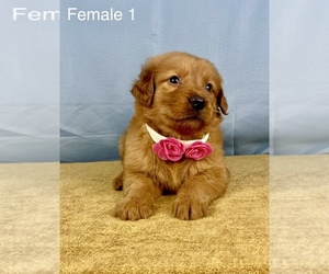 Golden Retriever Puppy for sale in OCALA, FL, USA