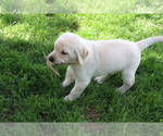 Small #2 Labrador Retriever