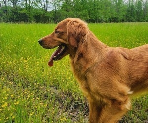 Mother of the Golden Retriever puppies born on 10/27/2025