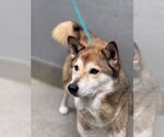 Small Shiba Inu-Siberian Husky Mix