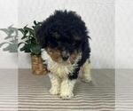 Small #3 Bernedoodle (Miniature)