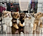 Small Photo #3 Pomeranian Puppy For Sale in DE LEON SPRINGS, FL, USA