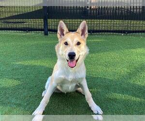 German Shepherd Dog-Unknown Mix Dogs for adoption in Orange, CA, USA