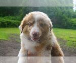 Small #4 Miniature Australian Shepherd